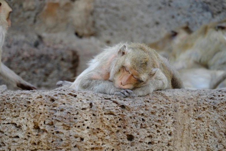 a baboon monkey rests its head on its hand