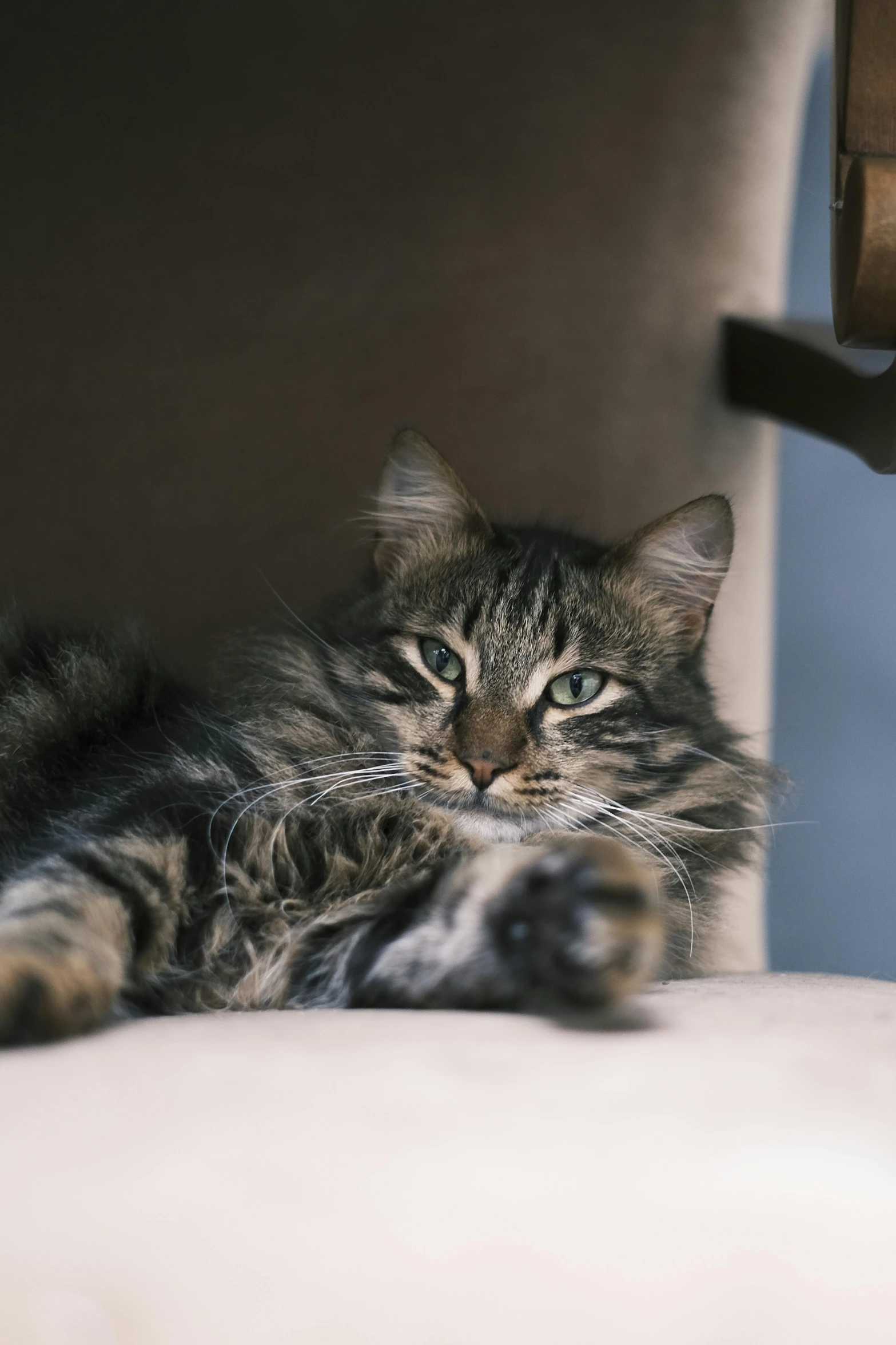 a cat lying on the floor in front of a chair