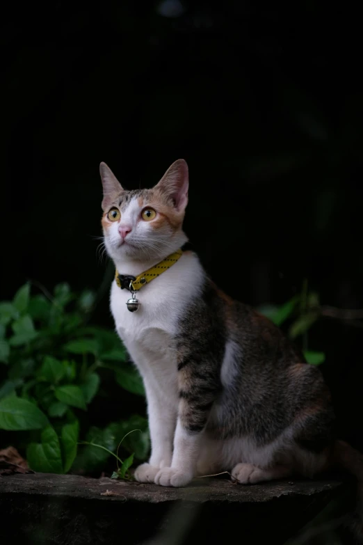 a cat is sitting down on a board