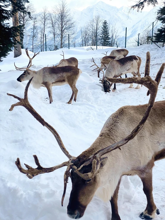 reindeers eating grass covered in snow during the day