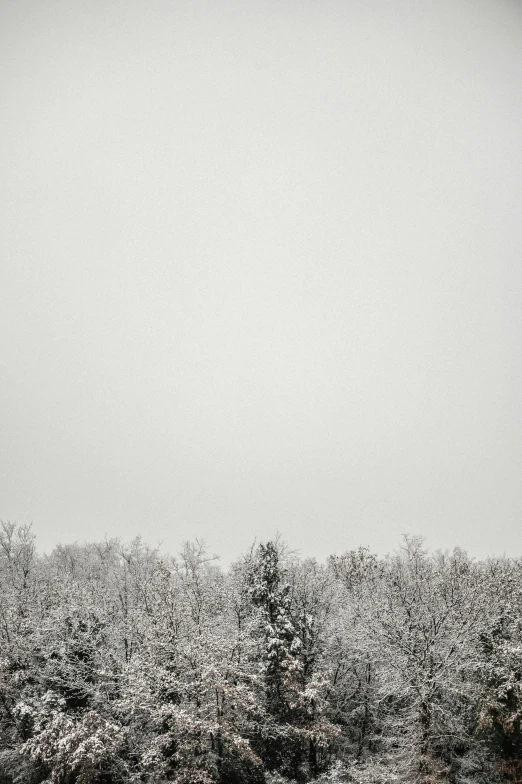 a row of trees stand in the snow