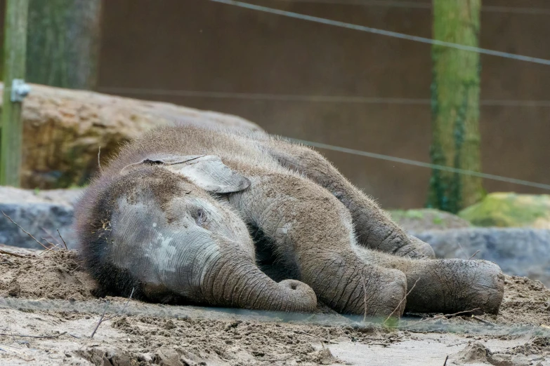 an elephant is laying on the ground in a zoo enclosure