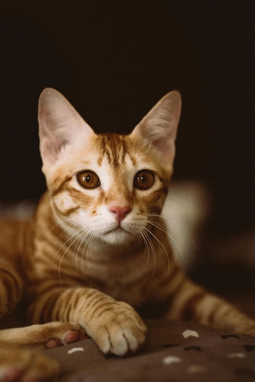 a close up of a cat lying on a floor