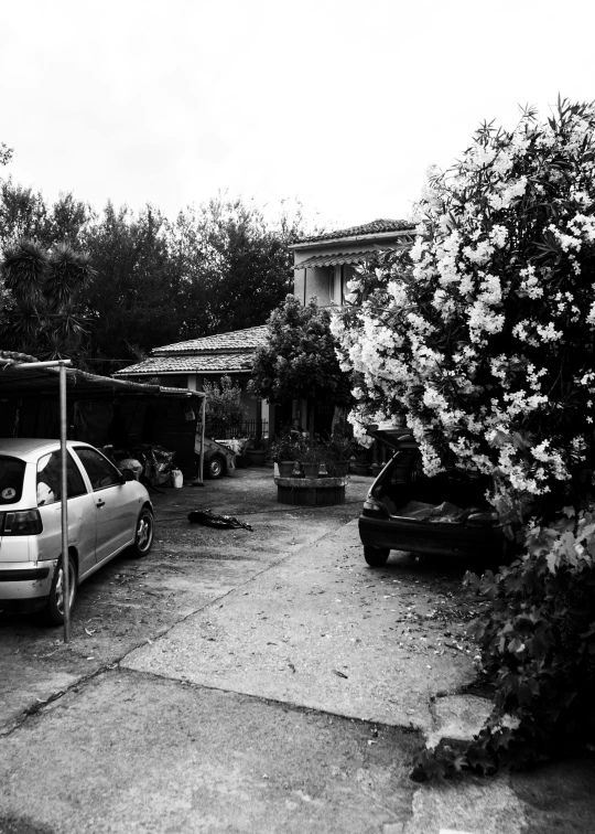 black and white po of cars parked next to trees