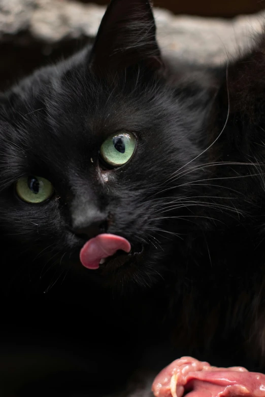 black cat laying down looking at a large piece of meat