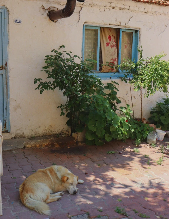 there is a dog sleeping on a brick sidewalk