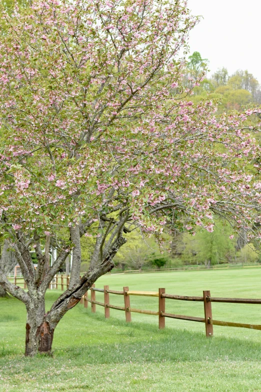 a tree with pink flowers and a field