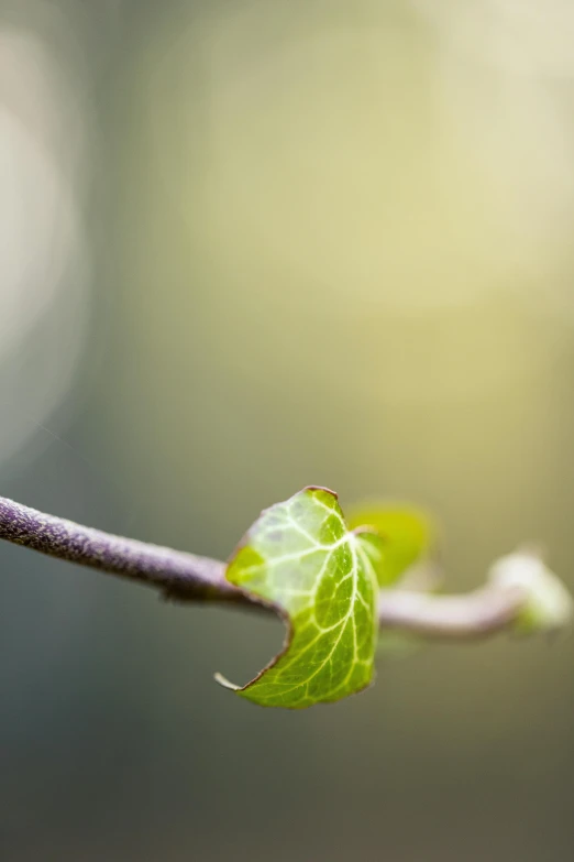 a nch with a leaf on it in front of some other plants