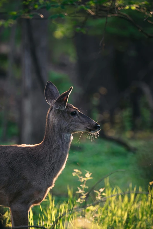 deer staring while standing next to tree in outdoor