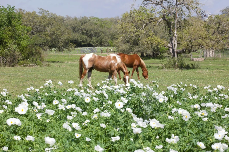 two horses are standing in a field full of flowers