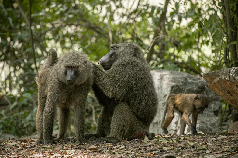 three baboons in the jungle stand near rocks and tree nches