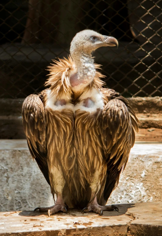 a large brown bird sitting on top of a stone