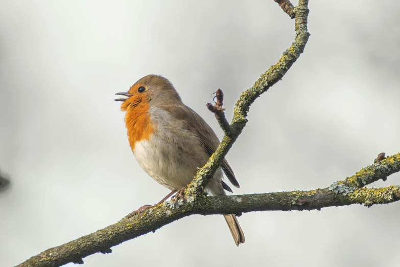 an orange and gray bird sitting on a small nch