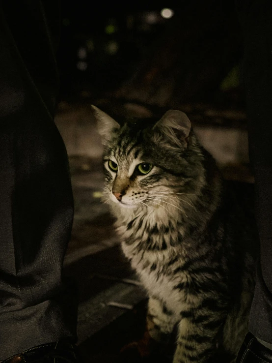 a cat sitting on the ground in front of someone's leg