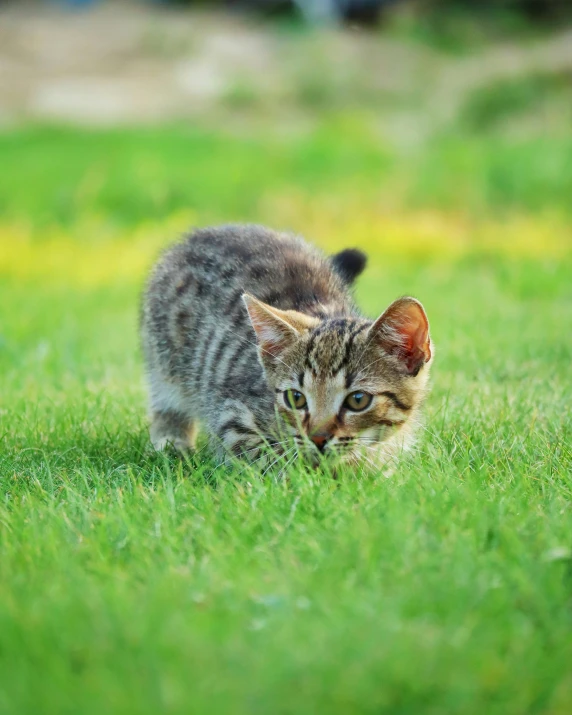 a cat standing in the grass, looking at soing