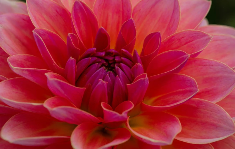 close up image of a red flower with long petals
