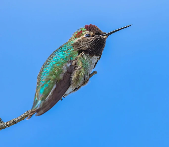 a very cute small bird with a long beak