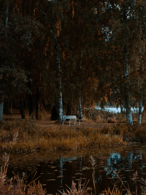 a park bench is in the shade of some trees