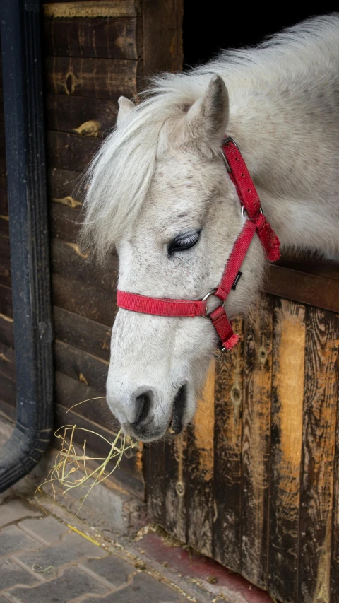 a horse sticking it's head through a window