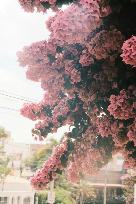 the flowers and sky are very beautiful in color