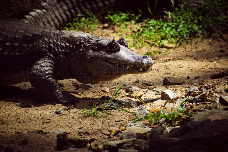 an alligator laying down on dirt and grass with trees in the background