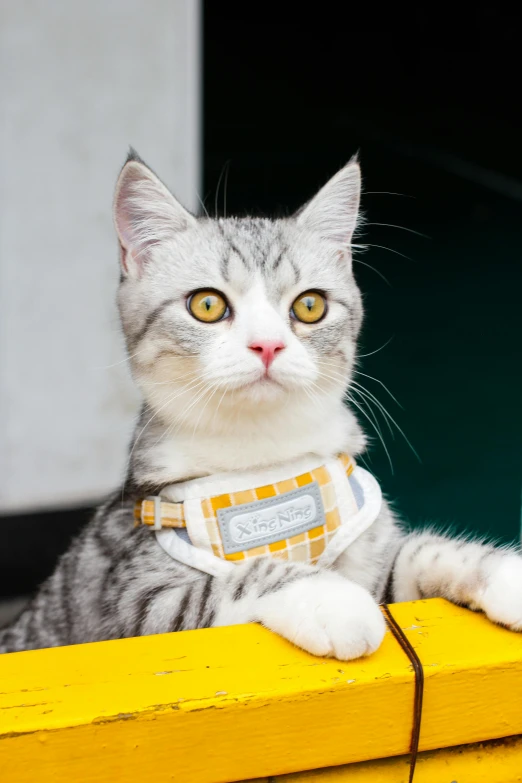 cat sitting on wooden surface in front of window with eyes wide open