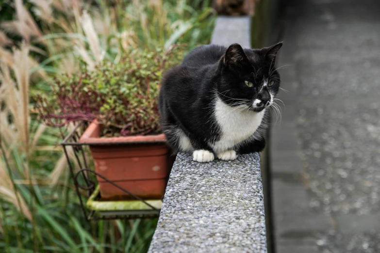 a cat sitting on the edge of a wooden bench near some potted plants