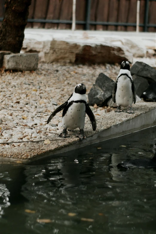 three penguins standing by the water and some rocks