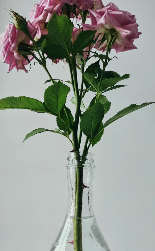 pink flowers in a clear vase against a white backdrop