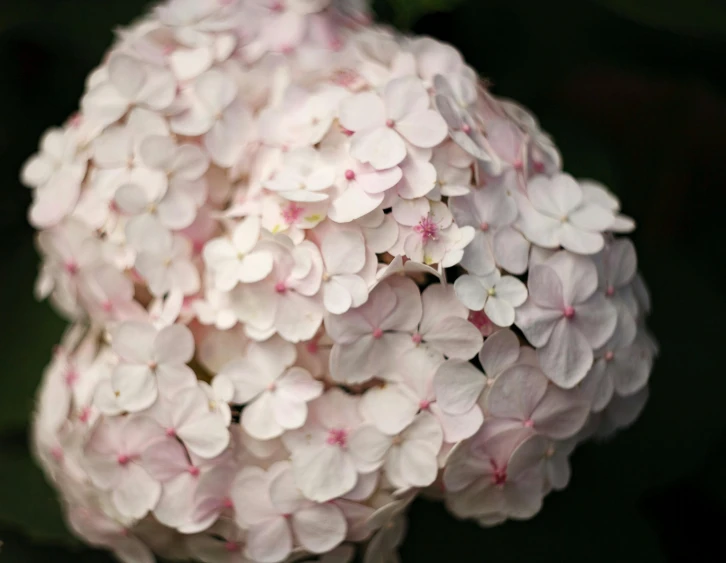 a close up of a small pink and white flower