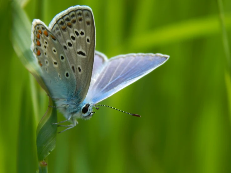 a erfly with dark spots on wings sits on a leaf