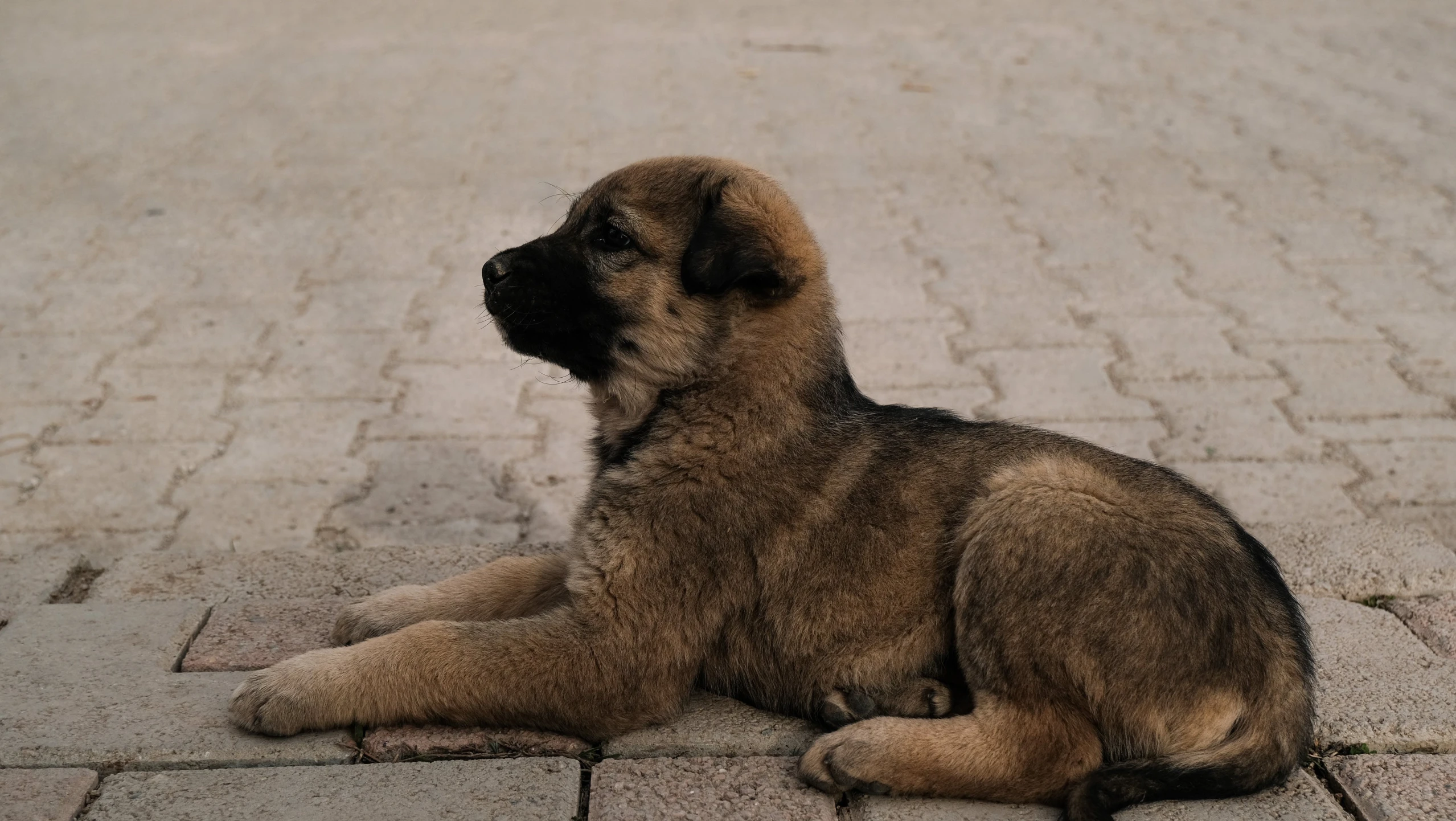 the dog is sitting on the bricks on the ground