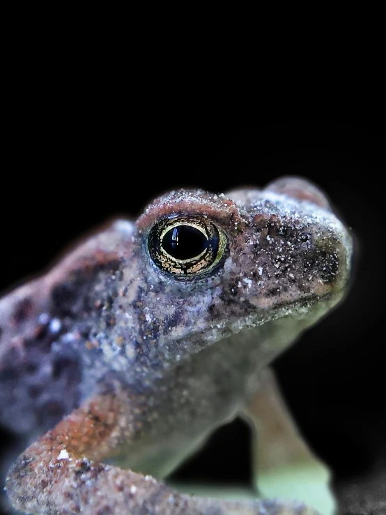 the frog with small black eye looks upward