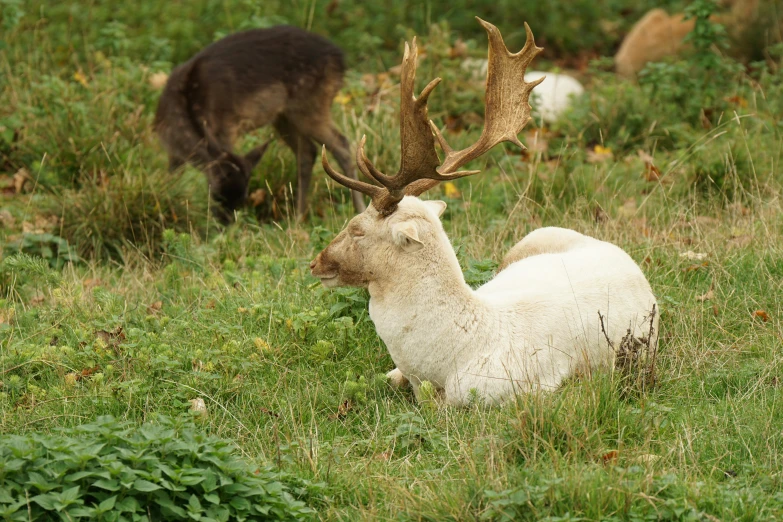 a deer sitting in the grass while another stands nearby