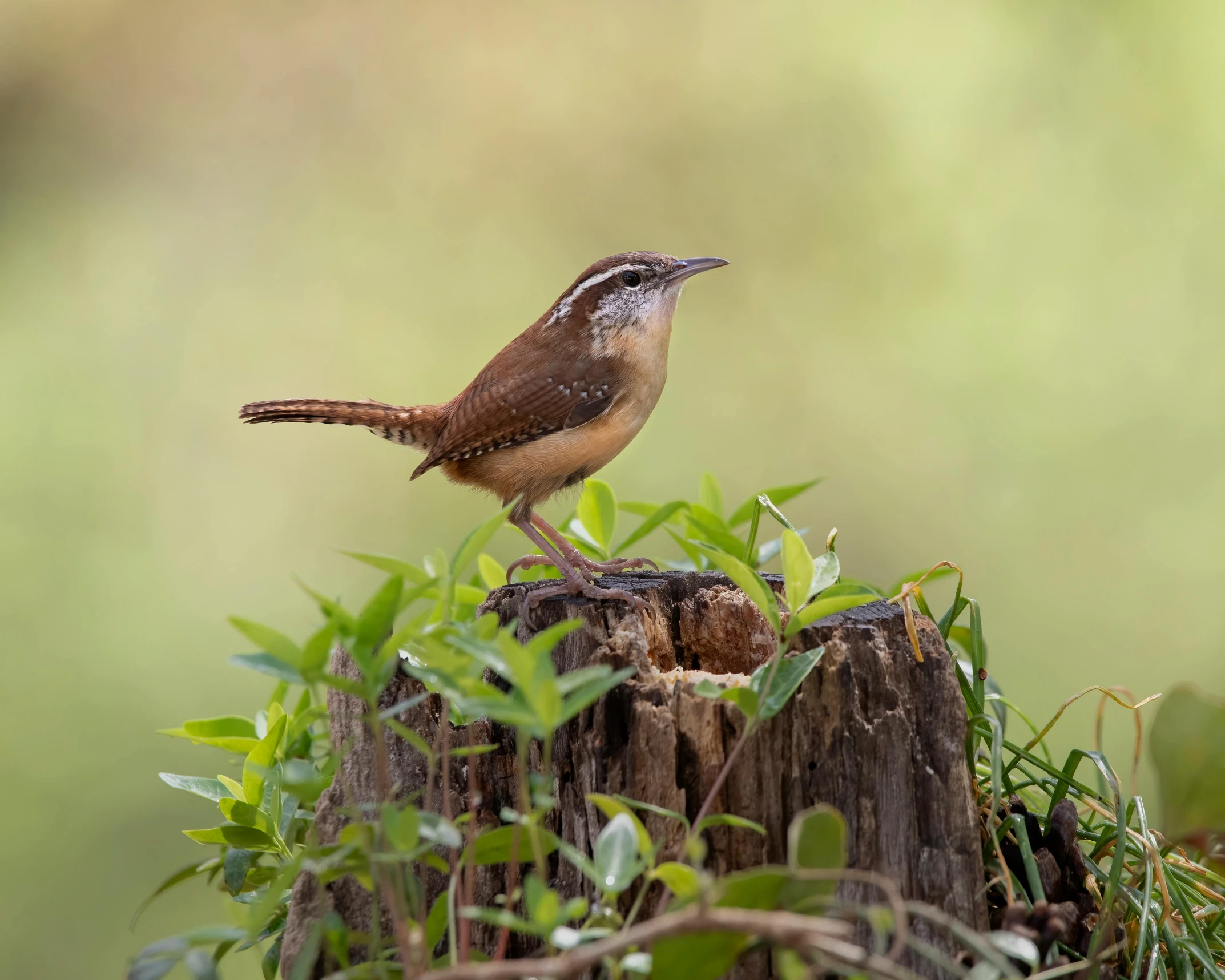 a bird perched on top of a tree stump