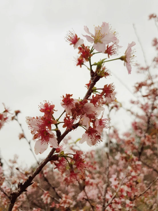 small white and red flowers on a tree