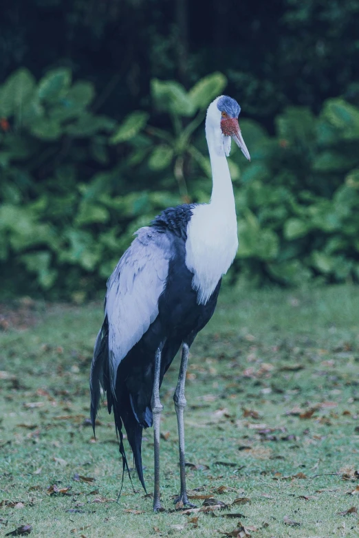 the bird is standing in front of some greenery