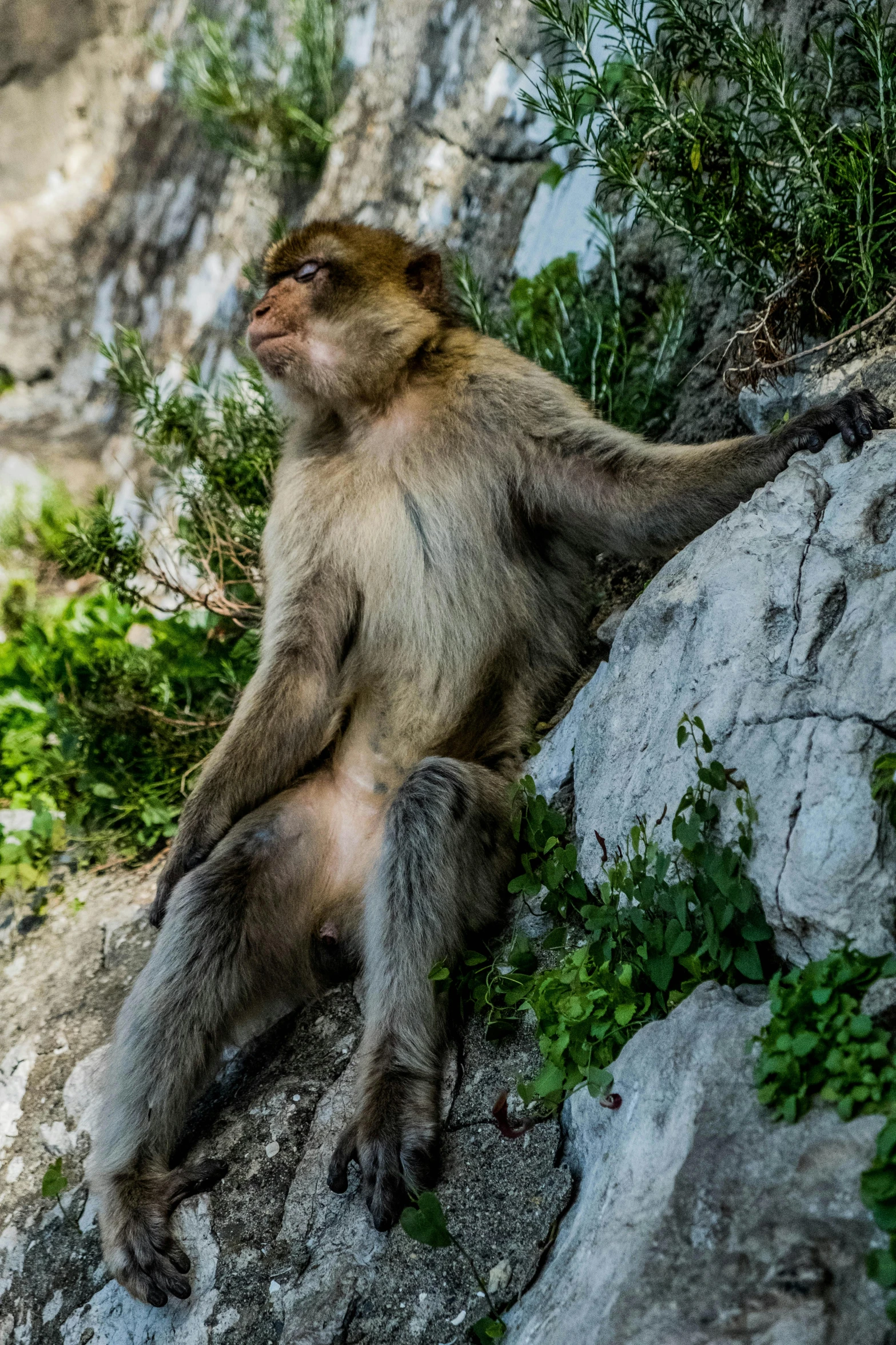 the small monkey is sitting on the rocky surface