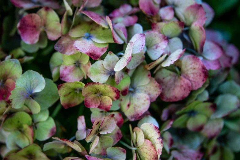 closeup of green and pink flowers in full bloom