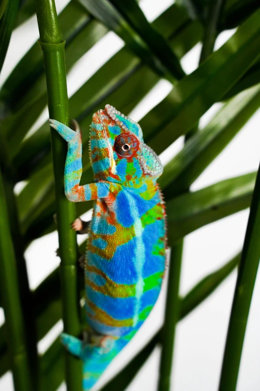 a chamelon sitting on a green nch in front of some palm leaves