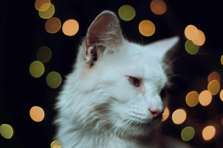 a white cat sitting against a festive background