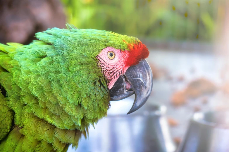 a parrot with red head sitting on top of a metal bucket