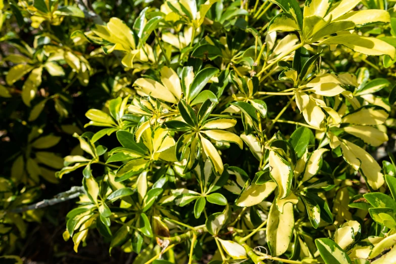 a bush with lots of green leaves growing