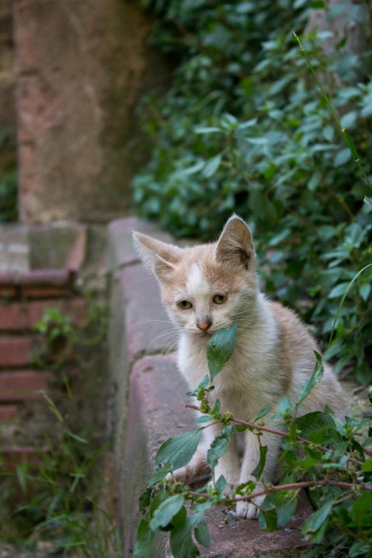 a kitten walking on top of a brick wall