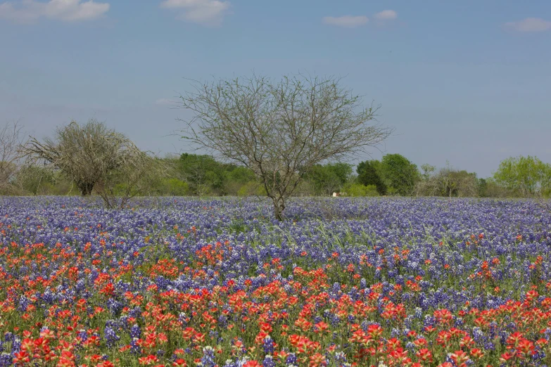 a large field full of flowers under a blue sky