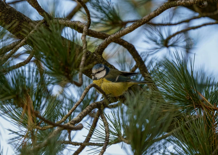 a bird is sitting in the nches of a pine tree