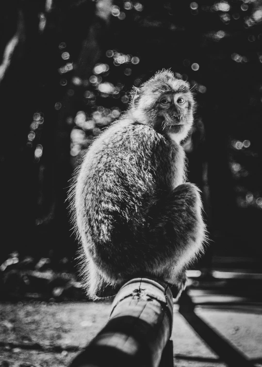 a monkey sits on a wooden bench next to a forest