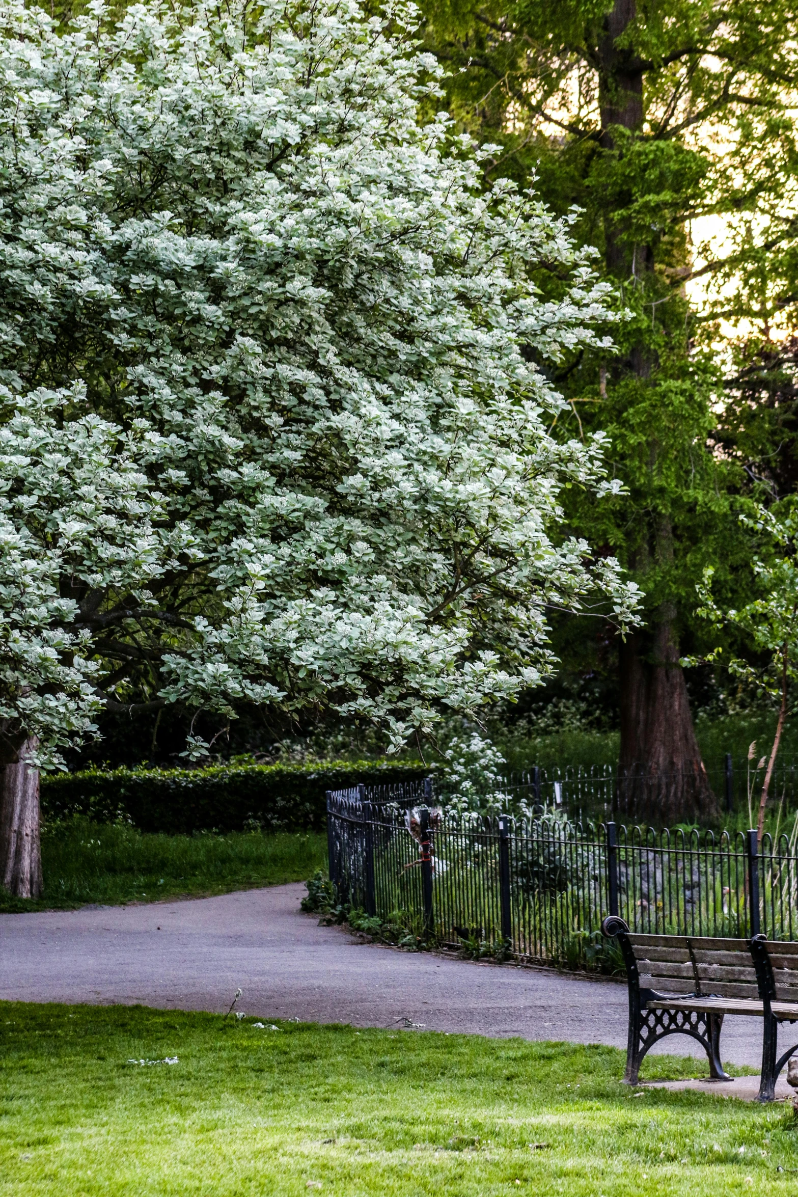 a park bench in a park with trees in the background