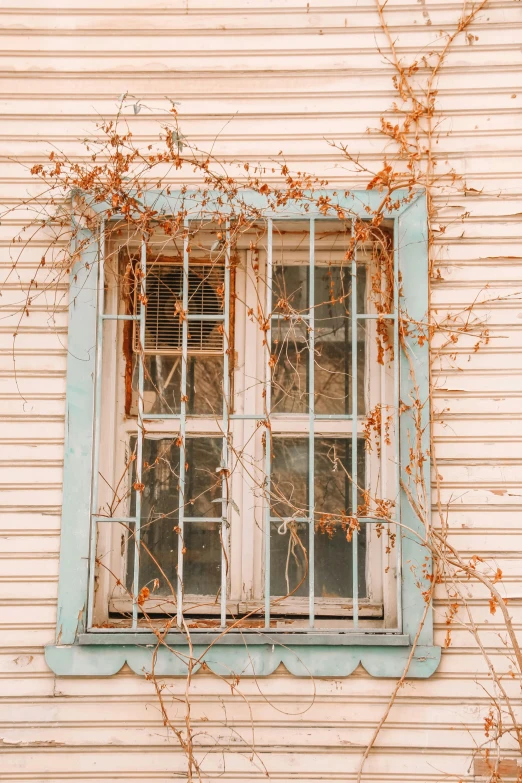 a window covered in vines and ivy against a beige building