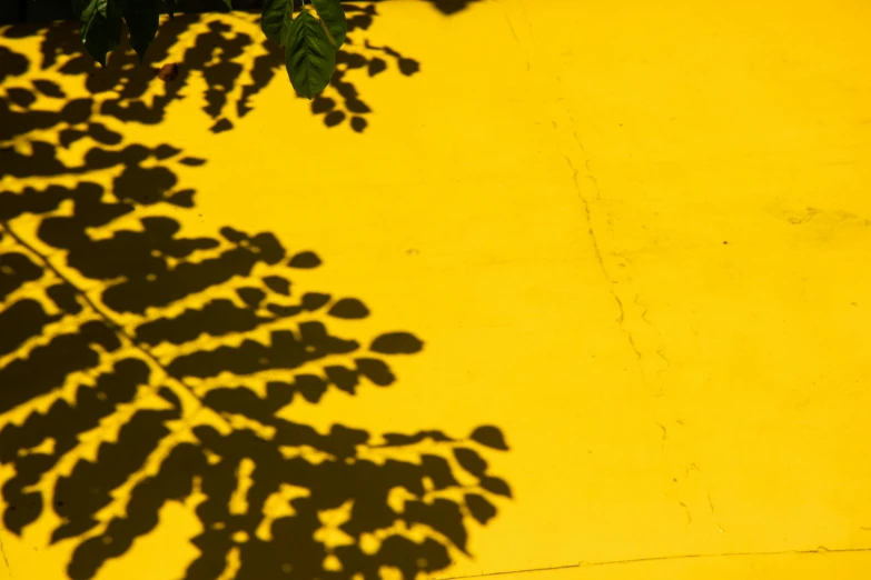 a shadow on a yellow wall, with a leaf